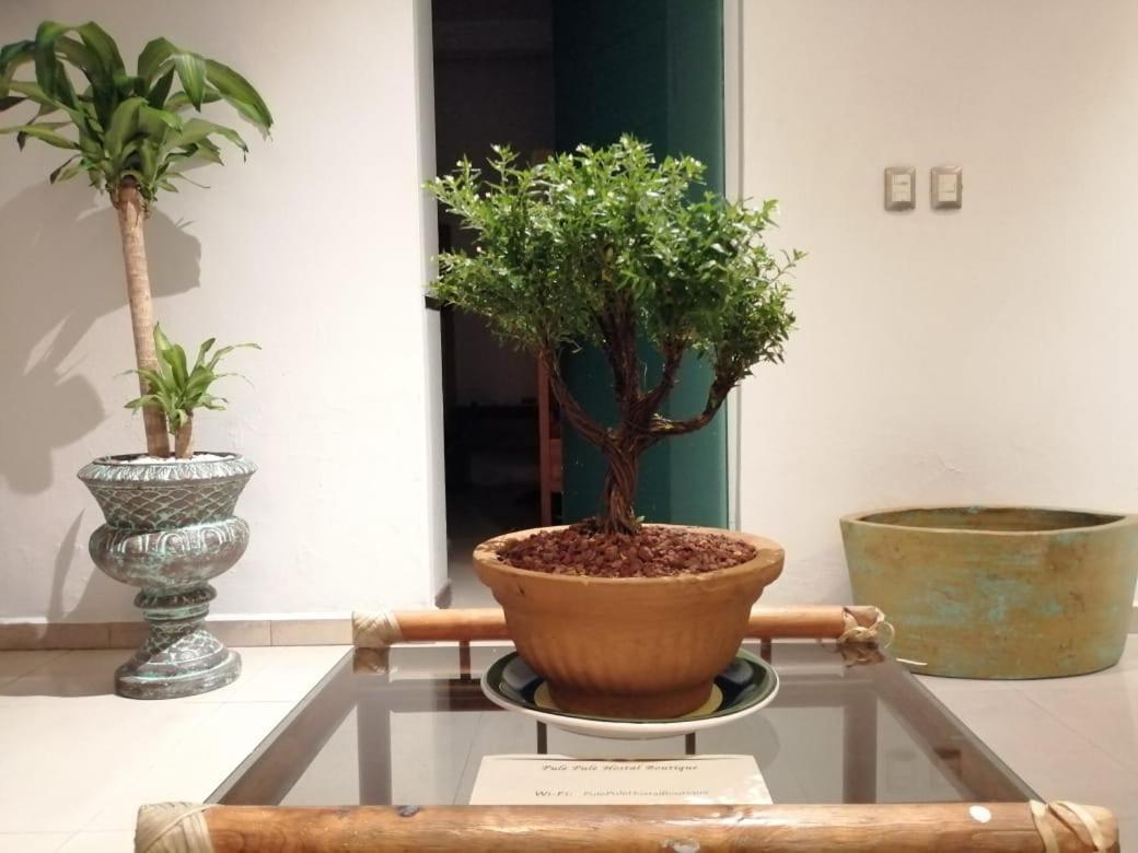 Pule Pule Hostal Boutique Guadalajara Zewnętrze zdjęcie